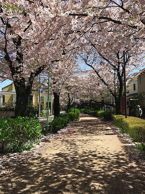 呑川緑道の桜並木