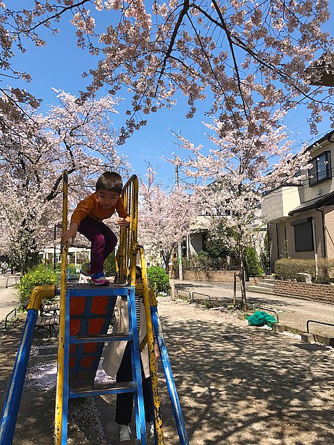 呑川緑道の桜並木